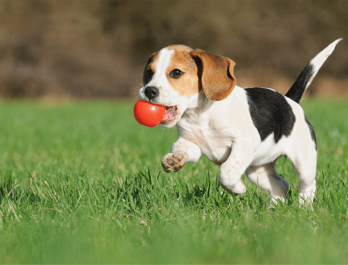https://petstopveteriner.com/wp-content/uploads/2019/07/hero_image_01.png